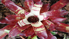 Neoregelia